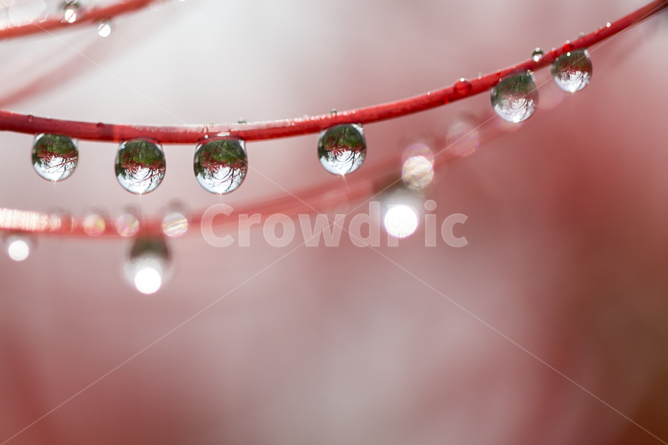 이슬,꽃무릇,감성,구슬,꽃,식물,자연,plants,nature