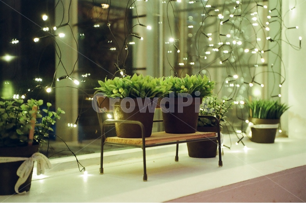 카페,화분,다육이,감성,감성사진,실내용화초,화분,화초,house plant