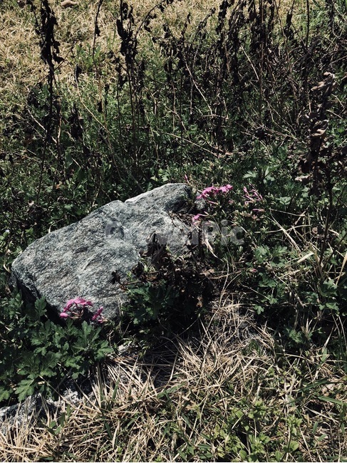 풍경,자연,꽃,바위,nature,돌,나무,풀