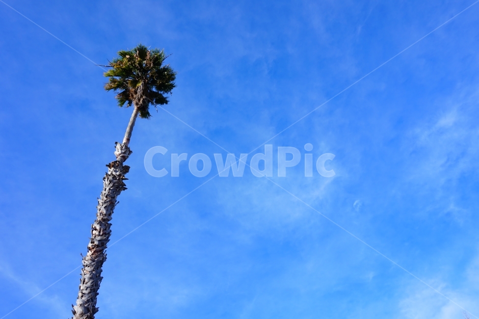 야자수,야자나무,야자,coconut,coconuttree,palmtree,하늘,sky,식물,자연,plants,nature,나무,trees,wood
