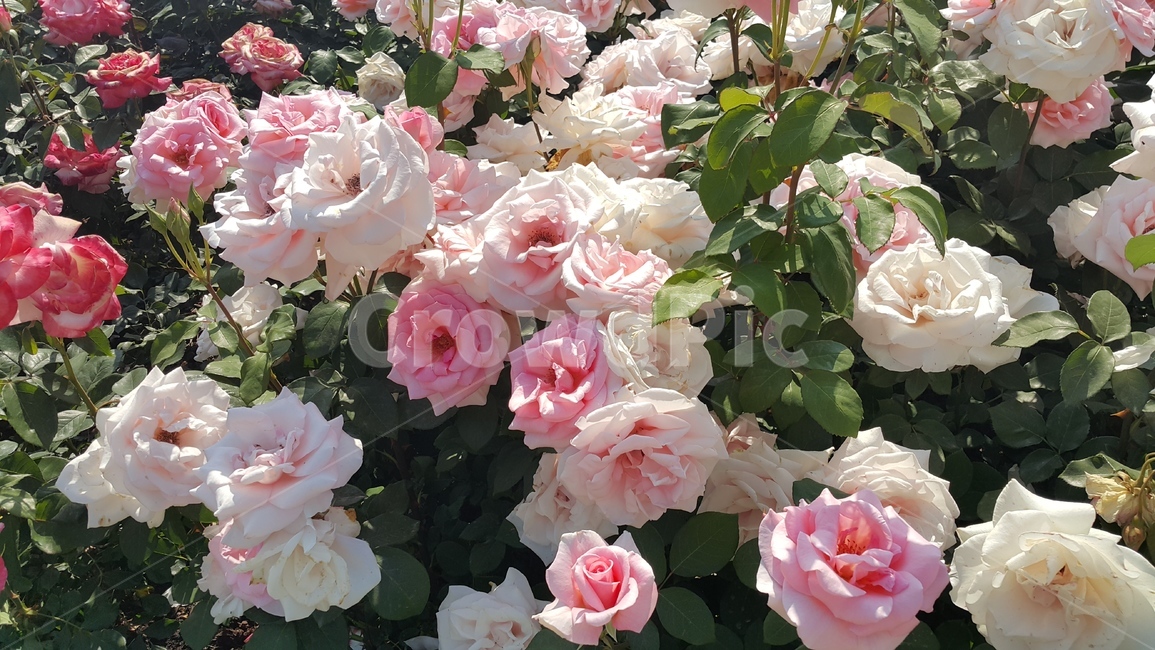 rose,장미,blossom,꽃,plant,flower,핑크장미,식물