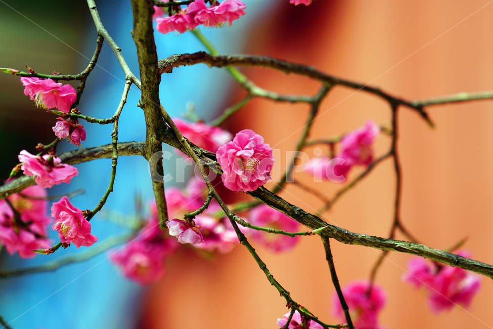 홍매화,한국자연,꽃,꽃사진,플라워,flower,봄,봄꽃,spring,식물,plants,자연,nature,풍경,landscape,계절,season,snap,스냅,접사,macro,closeup,클로즈업,감성사진,감성,힐링,healing,느낌,feel,feeling,꽃밭,화단,나무,나뭇가지,tree,꽃봉오리,4월,April,봄,계절,spring,season,식물,자연,plants,nature,꽃,flower,plant