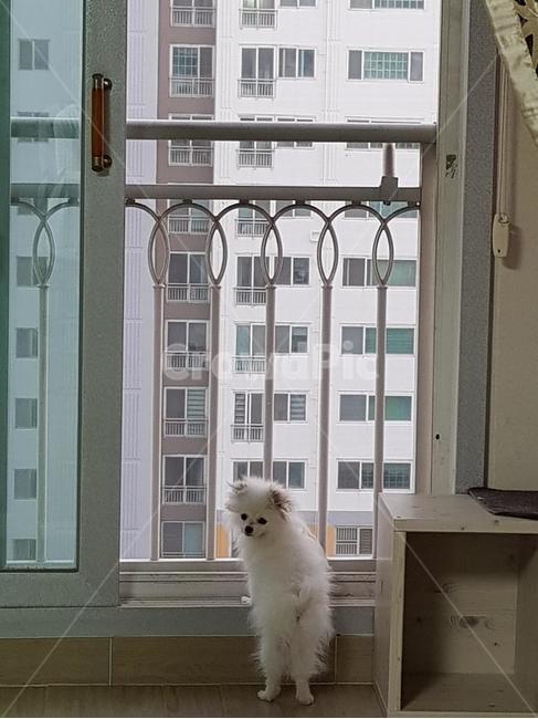 반려동물,반려견,강아지,가족,기대,동물,animal,포유류,mammal,개,강아지,dog,doggy