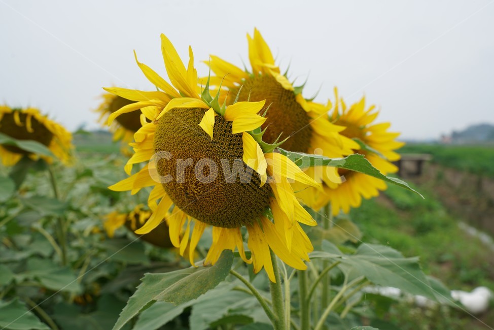 해바라기,국화과,식물,해바라기꽃,두상화,규화,항일화,sunflower,식물,자연,plants,nature,꽃,flower