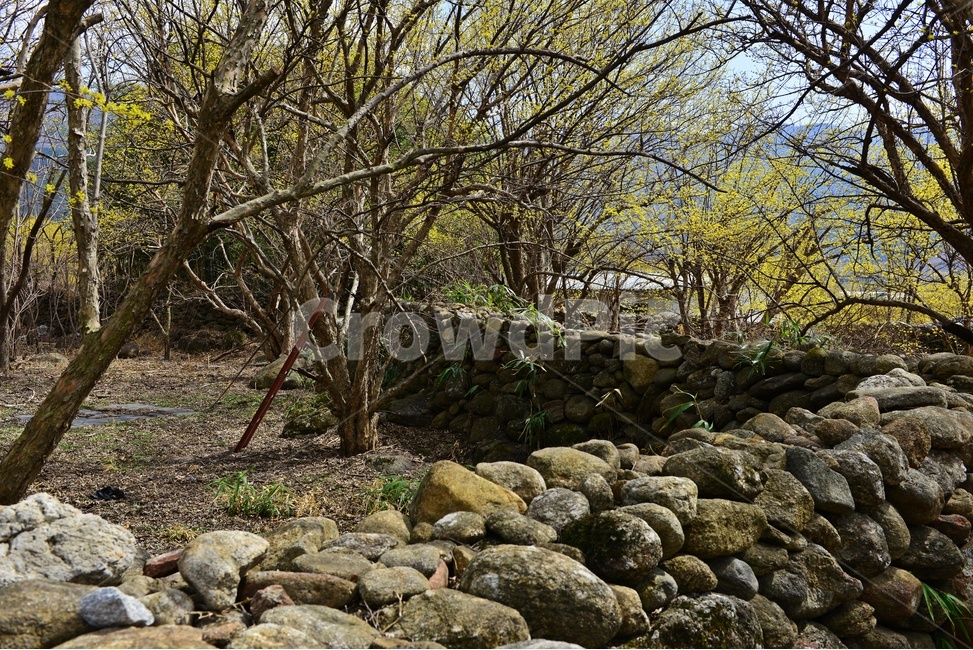 outdoors,옥외,nature,자연,waterfall,gravel,자갈,전남,구례,산동,산동마을,산수유,산수유마을,산동산수유마을,봄,산동봄,계절,노랑꽃,산수유꽃,경치,경관,풍경,담장,돌담장,밭