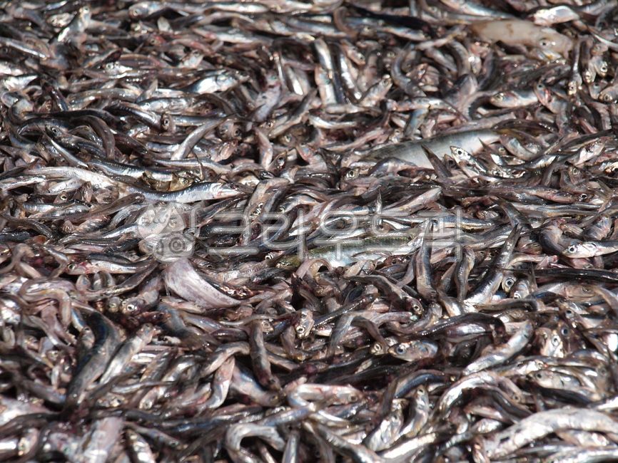 Fish market,fishing village,anchovy,work,south sea,manicure,fish market