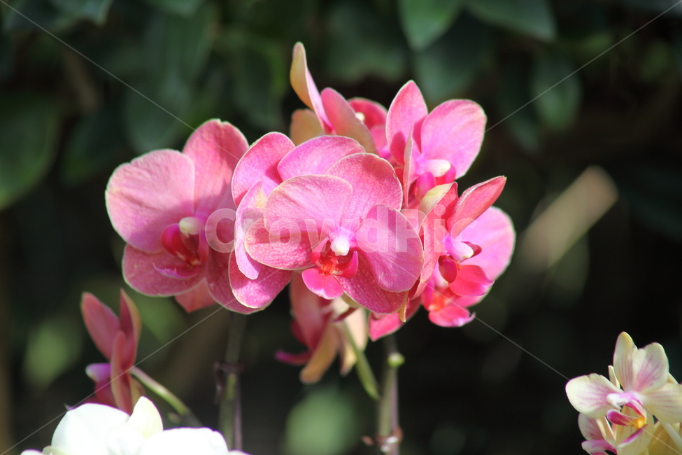 호접란,팔레놉시스,꽃,식물,phaelenopsis,식물,자연,plants,nature,꽃,flower