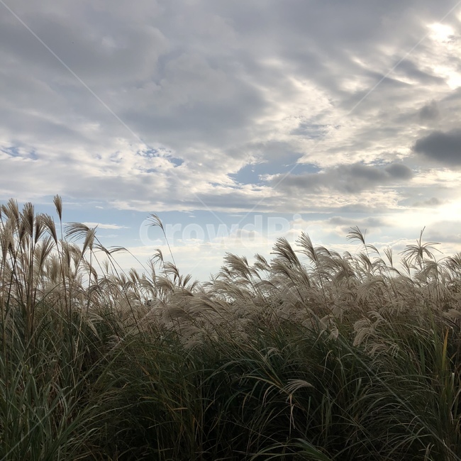 grass,plant,식물,lawn,잔디,reed,갈대,풍경,가을