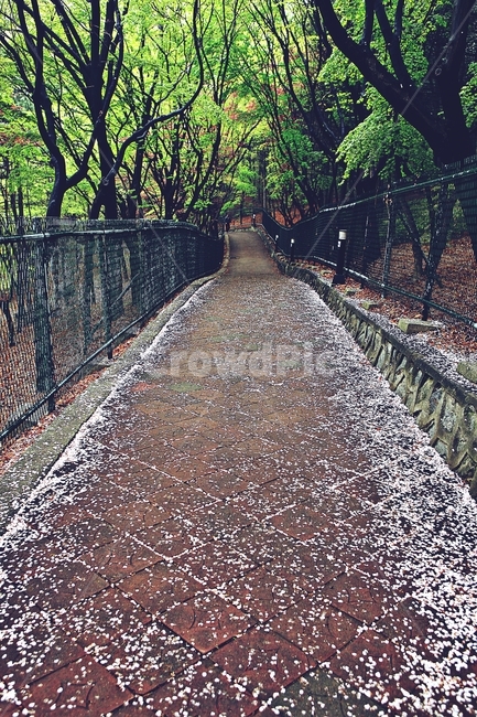 벗꽃길,길,공원,풍경,자연,배경,봄,계절,spring,season,자연,풍경,nature,landscape,꽃,flower,dirt road,흙길,road,도로,gravel,자갈,asphalt,아스팔트