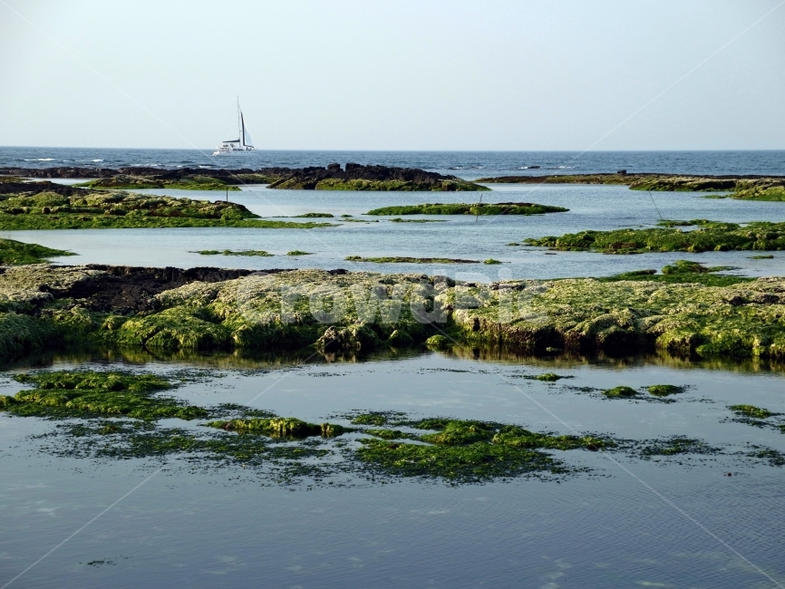 제주,바다,이끼,유람선,녹색,자연,풍경,nature,landscape,plant,식물