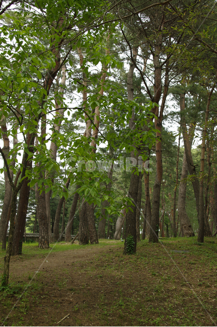 나무,숲,식물,소나무,plant,식물,자연,plants,nature,나무,trees,wood