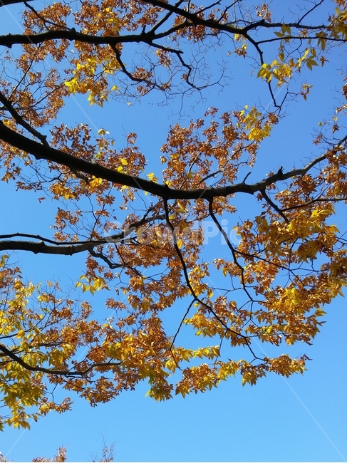 tree,나무,plant,식물,leaf,잎,treetrunk,나무줄기,나뭇가지,가을,계절,나뭇잎,단풍,푸른색,노란색,autumn,fall,가을,계절,fall,autumn,season,tree trunk,나무 줄기