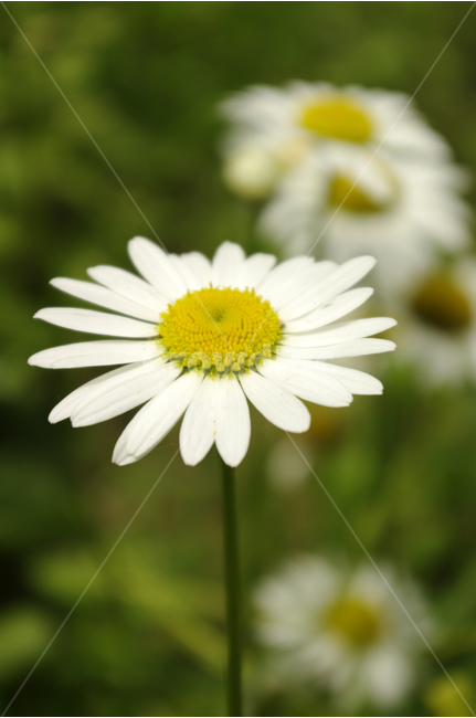 구절초,꽃,식물,flower,color,nature,자연,식물,자연,plants,nature,꽃,flower