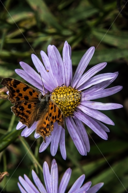 꽃,꿀,벌,나비,접사,식물,자연,plants,nature,꽃,flower,동물,animal,곤충,벌레,insect,bug