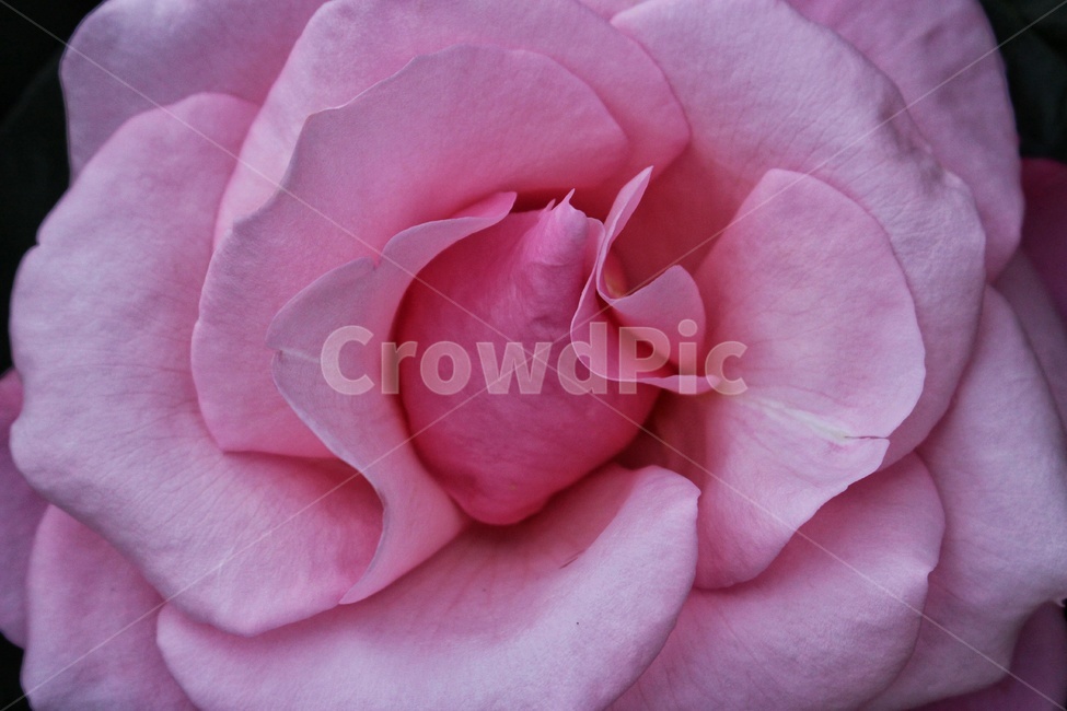 plant,식물,rose,장미,flower,blossom,꽃,꽃접사,pinkrose,petal,pinkpetal,pink,자연