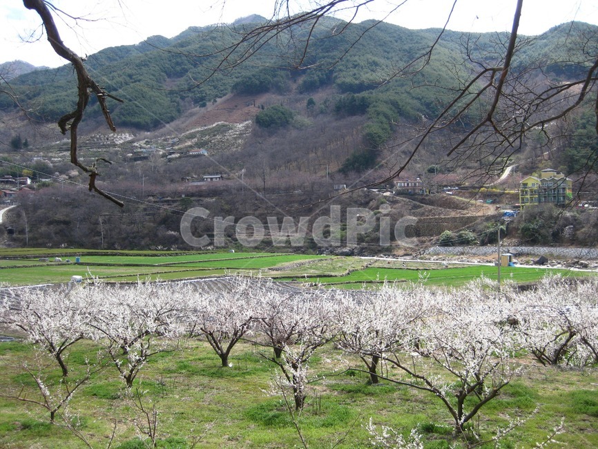 봄꽃,꽃,봄,flower,blossom,꽃송이,매화,나뭇가지,구릉,하동,섬진강,십리벚꽃