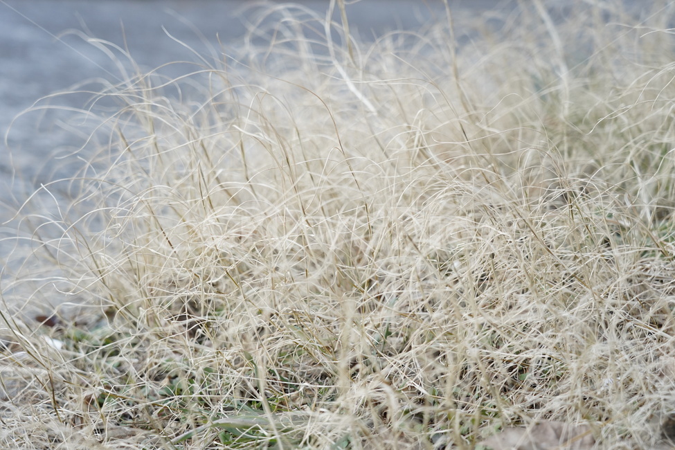 겨울,plant,식물,잔디,winter