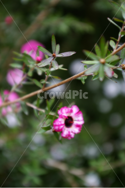꽃,식물,flower,plant,호주매화,식물,자연,plants,nature,꽃,flower