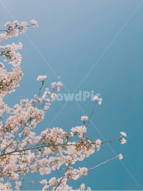 벚꽃,하늘,꽃,봄,봄날,식물,자연,plants,nature,꽃,flower