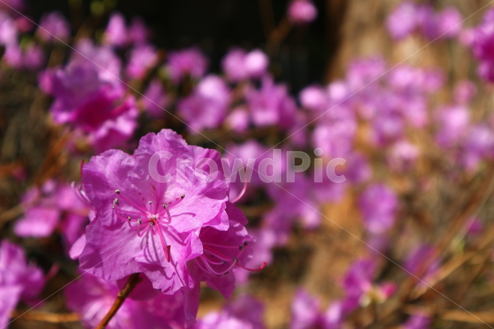 진달래,쌍떡잎식물,낙엽관목,두견화,참꽃,식물,자연,plants,nature,꽃,flower