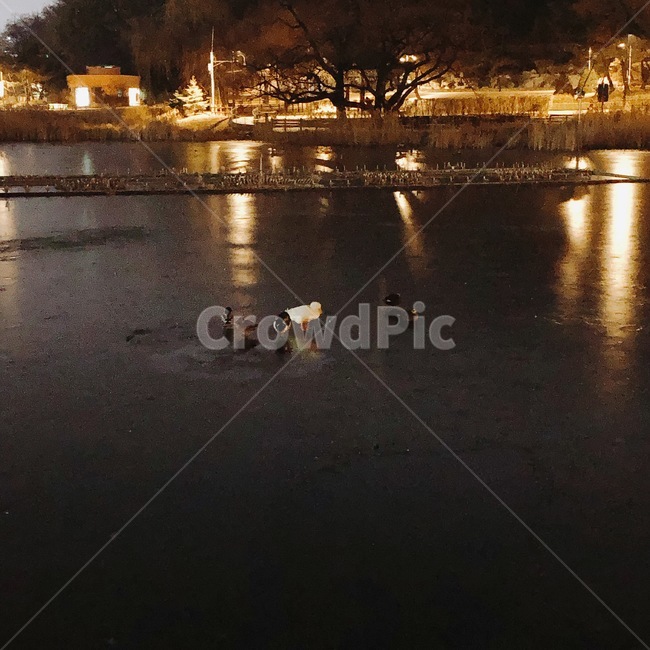 야경,오리,공원,동물,새,야경,밤,풍경,nightscape,night,landscape