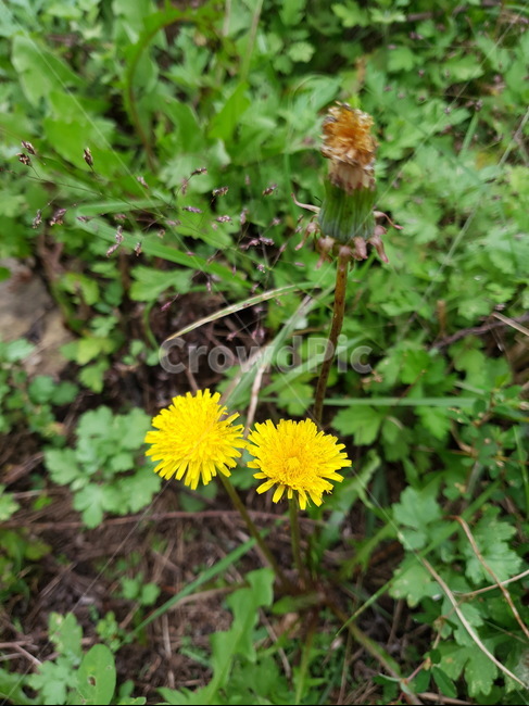 민들레,들판,들꽃,자연,식물,식물,자연,plants,nature,꽃,flower
