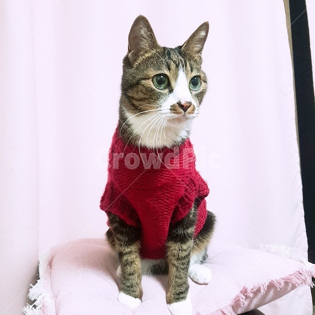 고양이,한국고양이,고등어,집사,cat,koreacat,pet,kitten,뜨개질,knitting,red,pink,동물,animal,포유류,mammal,고양이,cat,kitten,kitty