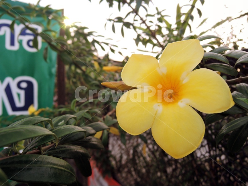 동남아시아,동남아,열대꽃,plant,식물,flower,라와디,잎,꽃잎,실외,열대,열대지방,플루메리아,꽃,하와이,식물,자연,plants,nature,꽃,flower