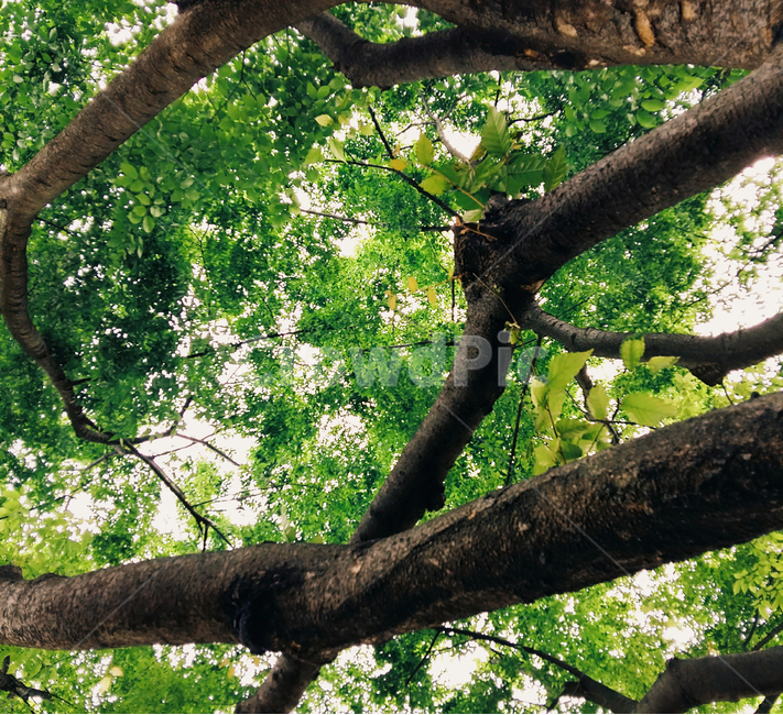 나무,나뭇가지,tree,summer,여름,여름,계절,summer,season,식물,자연,plants,nature,나무,trees,wood,휴식,힐링,rest,relaxation,healing,tree trunk,나무 줄기,plant