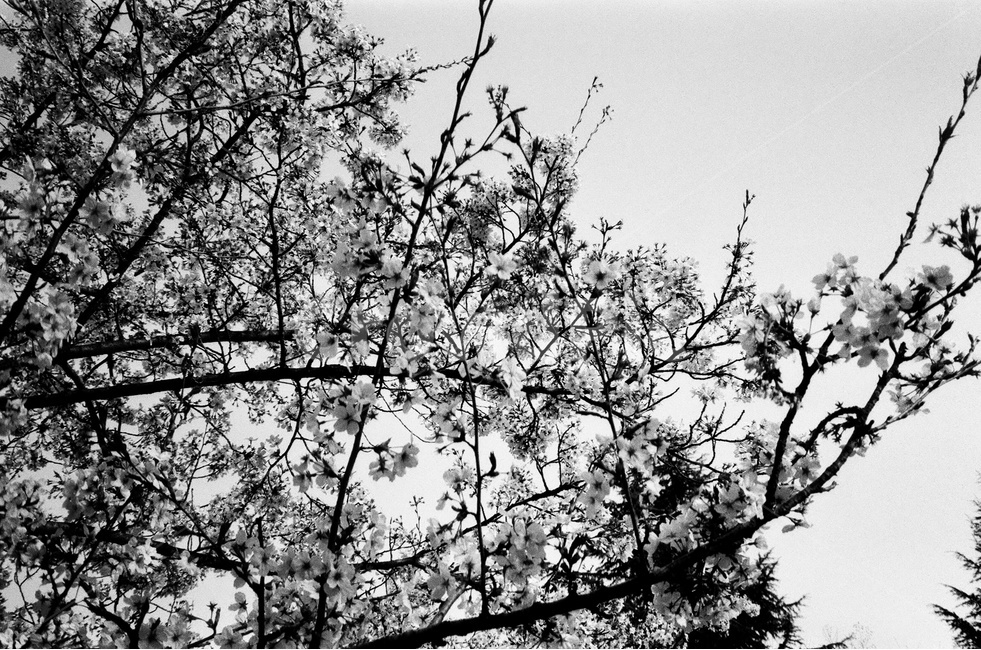 봄,봄꽃,벚꽃,벚나무,나무,하늘,4월,계절,5월,나뭇가지,봄,계절,spring,season,식물,자연,plants,nature,꽃,flower,흑백,모노톤,monochrome,black and white,plant