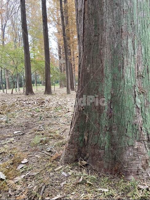 Moss,symbiosis,sight,season,metasequoia,Emotional photo