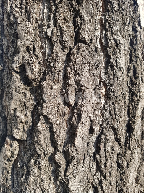 식물,tree,plant,나무,나무무늬,식물,자연,plants,nature,나무,trees,wood