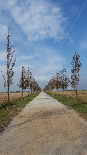 나무,메타세콰이어,가로수,길,산책길,하늘,구름,trees,sky,clouds,streettrees,metasequoia,walk,walkway