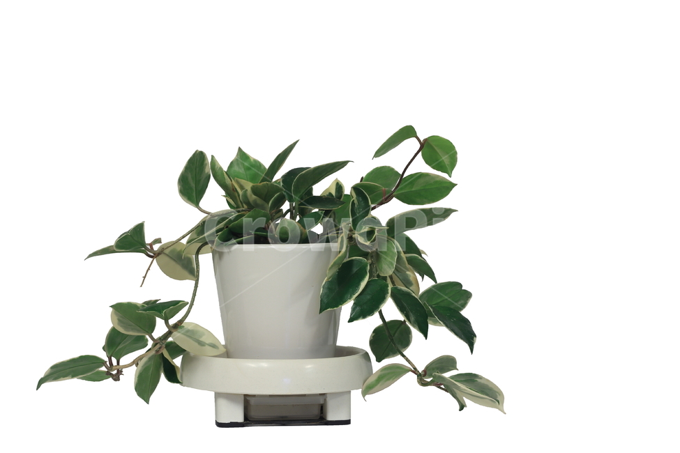 호야,화분,덩굴나무,접사,누끼,사기화분,받침대,식물,장식,실내,removembackground,plant,flowerpot,화원,식물,자연,plants,nature,누끼,remove background