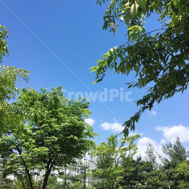 tree,나무,plant,식물,treetrunk,나무줄기,풍경,식물,자연,plants,nature,나무,trees,wood
