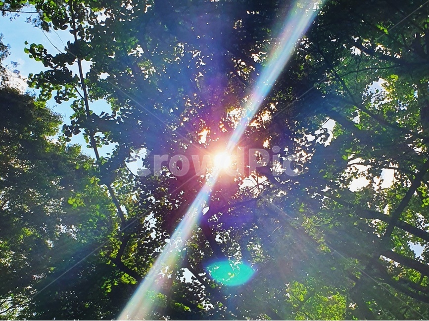 빛,자연,해,태양,나무,힐링,희망,활기,감성,식물,자연,plants,nature,나무,trees,wood