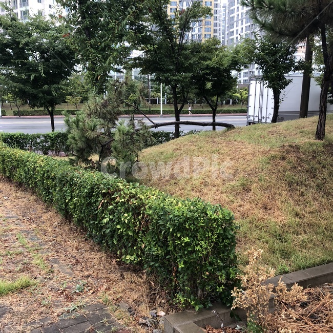 태풍후폭풍,태풍후나무,나무,나무쓰러짐,나무90도,나무90도꺾임,꺾임,태풍,자연,풍경,nature,landscape,outdoors,옥외