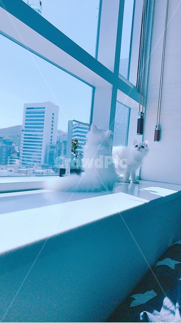 고양이,cat,페르시안,먼치킨,하얀고양이