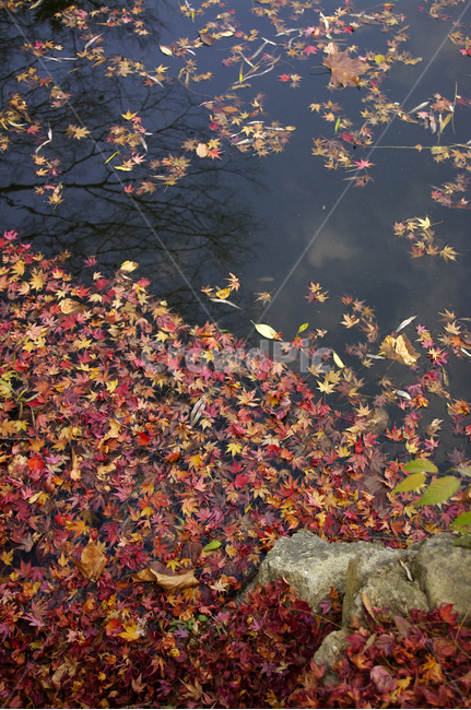가을,fall,식물,plant,단풍,잎,낙엽,연못,가을,계절,fall,autumn,season,leaf,water,물