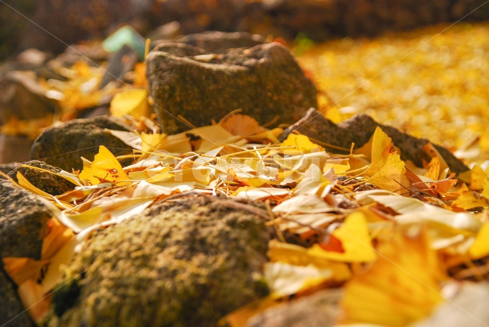 은행나무,은행잎,노란잎,낙엽,단풍,가을,바위,돌,물든잎,가을,계절,fall,autumn,season,식물,자연,plants,nature,감성,sensible,feeling,leaf,잎,plant,ground,바닥