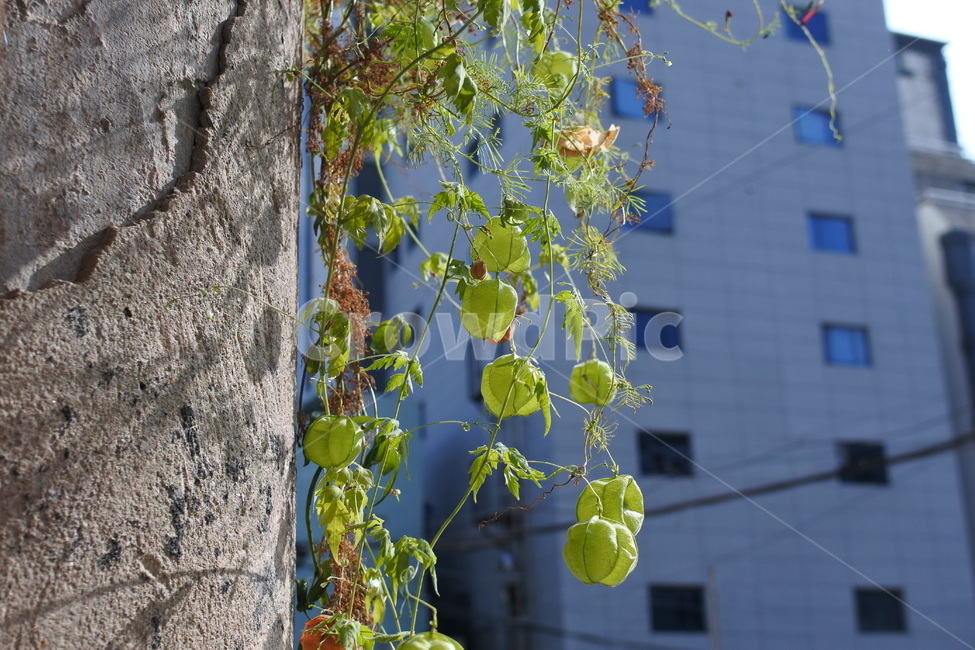 풍선초,꽈리,벽,덩쿨,벽식물,풍선덩굴,plant,식물,tree,나무,식물,자연,plants,nature