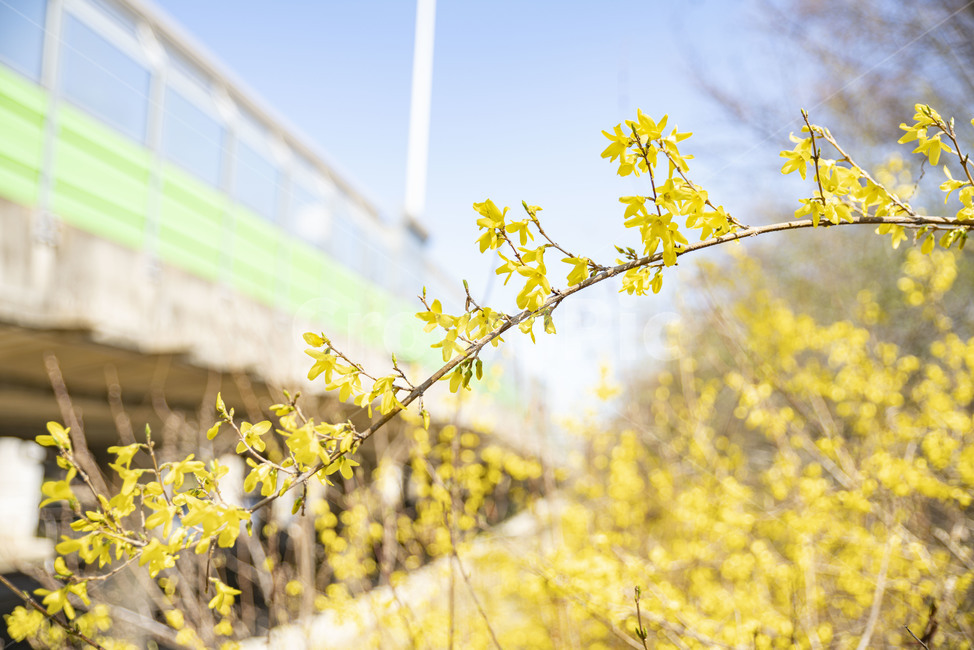 개나리,봄꽃,꽃,꽃나무,노랑,노란꽃,plant,식물,식물,자연,plants,nature,꽃,flower
