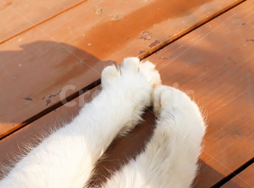 고양이,cat,냥,집사,야옹이,반려묘,동물,animal,고양이,cat,kitten,kitty,포유류,mammal