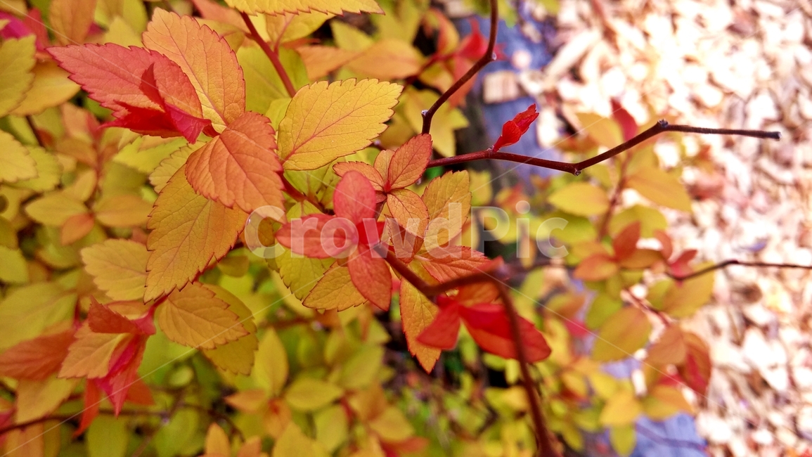 leaf,잎,plant,식물,tree,나무