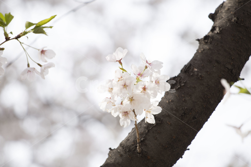 자연풍경,봄,벚꽃,우이천,벚꽃길,봄,계절,spring,season,식물,자연,plants,nature,꽃,flower,plant