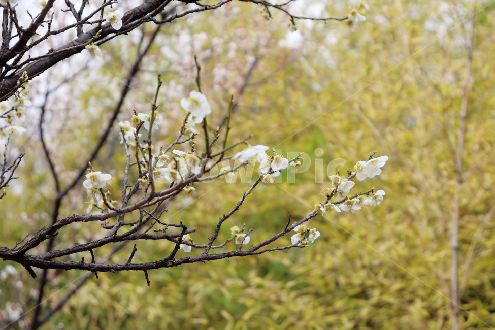 매화,꽃,봄,봄꽃,자연,plant,식물,spring,flower