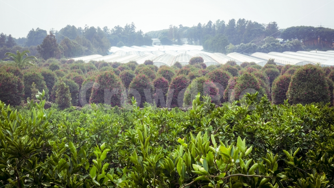 제주,위미리,동백,동백꽃,색감,풍경,jeju,camellia,colors,colours,landscape,자연,풍경,nature,landscape,plant,식물,pottery,도기류,potted plant,화분,jar,항아리
