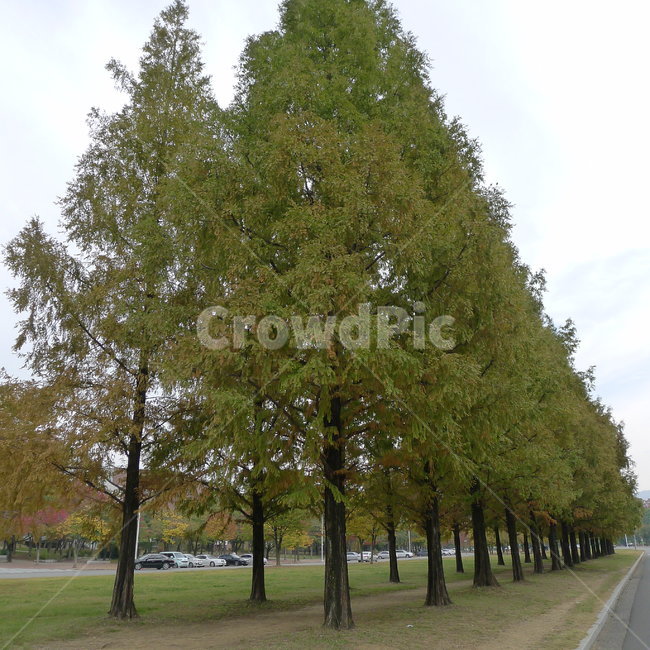 가을,메타쉐쿼이아길,메타세콰이아단풍,메타쉐쿼이아,가을단풍,가을,계절,fall,autumn,season,자연,풍경,nature,landscape,식물,plants,나무,trees,wood,tree,plant