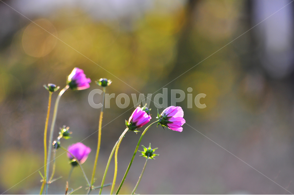 노을,코스모스,감성,가을꽃,분위기,느낌,배경,분홍색,야생화,들꽃,여백,fall,autumn,flowers,식물,꽃,emotion,feeling,sensible,핑크색,바라보다,보케,빛망울,식물,자연,plants,nature,꽃,flower
