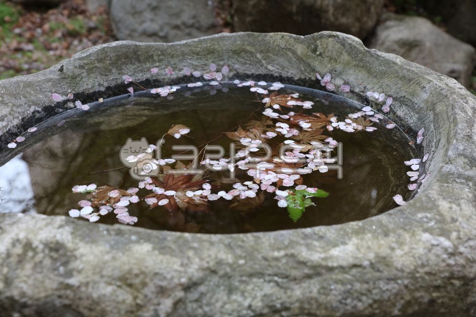 절구통,절구,물,꽃잎,봄,돌,옛날절구통,고인물